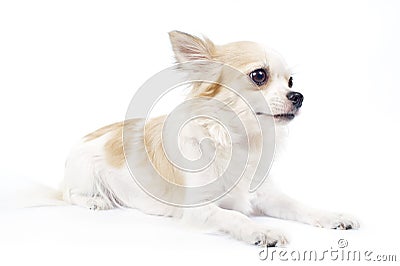 Beautiful chihuahua dog on white background Stock Photo