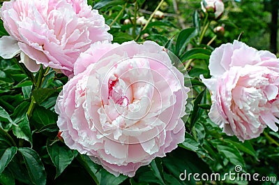 Beautiful chinese peony - Paeonia lactiflora `Shirley Temple`. Stock Photo