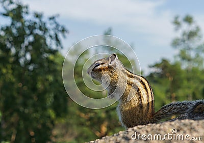 Beautiful chipmunk living in the forest Stock Photo