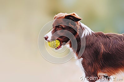 Beautiful chocolate breed border collie dog standing with a toy in his mouth Stock Photo