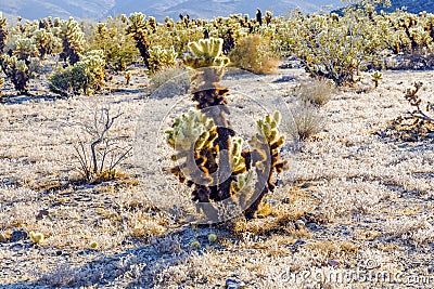 Beautiful Cholla Cactus Garden in Joshua Treer national park Stock Photo