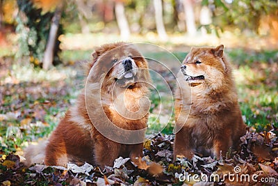 Chow Chow male and female dog sitting among autumn leaves Stock Photo