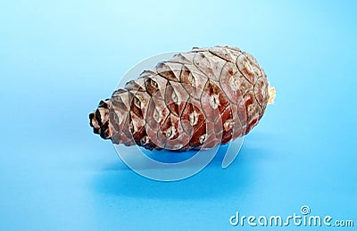 Beautiful Christmas gift decoration pine cone isolated on blue shining background with copy space. Merry Christmas and Happy New Stock Photo