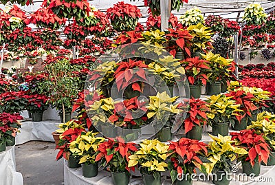 Beautiful Christmas Greenhouse full of Red and Yellow Poinsettia Stock Photo