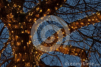 Beautiful Christmas lights around a tree branches against the light blue sky background in night Stock Photo