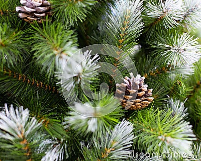 Beautiful Christmas tree green needles covered with snow and natural pine cones. Artificial spruce branch for decoration New Year Stock Photo