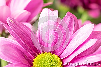 Beautiful chrysanthemum flowers macro abstract art background. Pink and purplen dahlia flowers with copy space for text Stock Photo