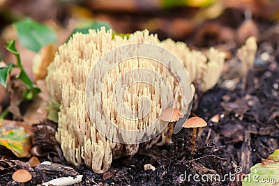 Beautiful Clavaria Ramaria formosa fruiting body on the forest floor Stock Photo