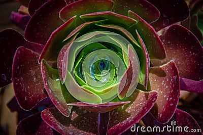 Beautiful close-up of an Aeonium of the Zwartkop or `Jack Catlin` variety plant illuminated by the sun Stock Photo