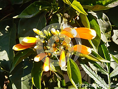 A beautiful close up of a bunch of flowering buds and yellow flowers with green leaves Stock Photo