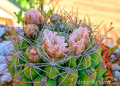 Beautiful close up cactus flowers Stock Photo