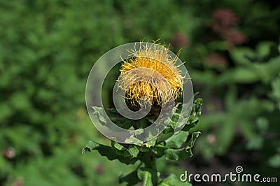 Beautiful close-up of a centaurea macrocephala flower Stock Photo