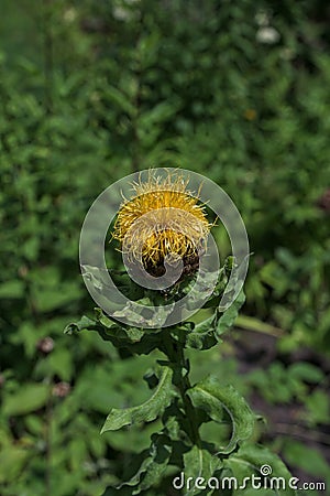 Beautiful close-up of a centaurea macrocephala flower Stock Photo