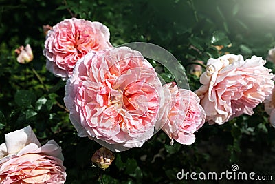 Beautiful close-up detail above view of big coral pink peony rose bush blossoming at backyard garden on bright summer Stock Photo