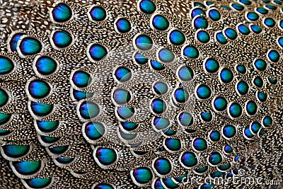 Beautiful close-up detail of feather plumage of tropic bird. Grey peacock-pheasant, Polyplectron bicalcaratum, close-up detail of Stock Photo