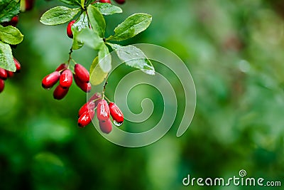 Beautiful close up ecology nature landscape with meadow. Abstract grass background Stock Photo