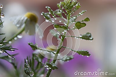 The Beautiful Close up Flowers Of Capsella Brusa Posteris , Shepherd Purse With Water Drops And Chamomile As Backgraound Stock Photo