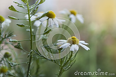 The Beautiful Close up Flowers Of Chamomile And Capsella Brusa Posteris , Shepherd Purse With Water Drops Stock Photo