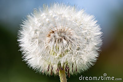 Beautiful close up, full focus dandelion flowers on green background, vintage card Stock Photo