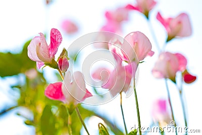 Beautiful close up of pink sweet pea flowers Stock Photo