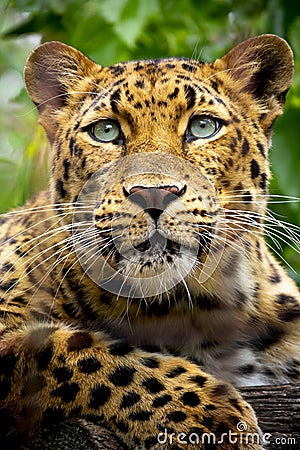 Beautiful close up portrait of an endangered Amur Leopard Stock Photo