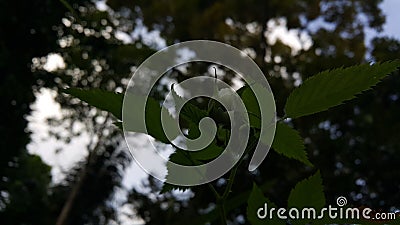 Beautiful Close-up of a Rubus Rosifolius flower not yet in bloom Stock Photo