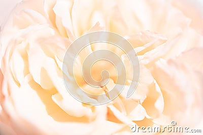 Beautiful close up softness pink rose petal background Stock Photo