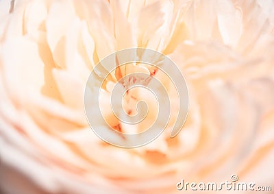 Beautiful close up softness pink rose petal background Stock Photo