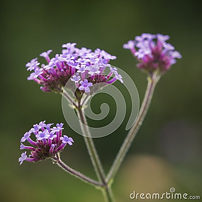 Beautiful close up of Verbena Bonariensis Vervain Summer flower Stock Photo