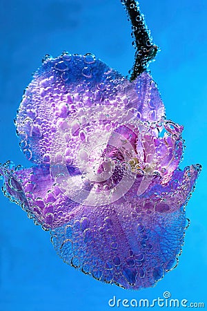 Beautiful close up view of orchid flower isoalted in water. Stock Photo