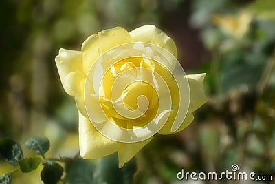 Beautiful close up of yellow rose with soften effect Stock Photo
