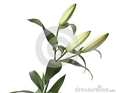 Beautiful Closed pink Lilly. Close Up image. isolated on white background. Stock Photo