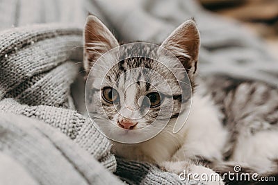 Beautiful closeup cute cat, resting in a comfortable cozy warm way. Winter mood represented by a sweet domestic feline. Cozy cat Stock Photo