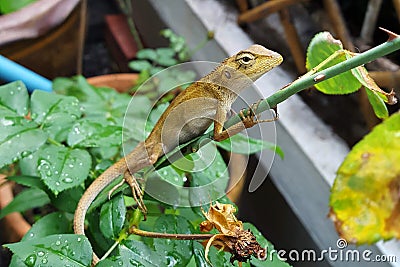 Closeup of chameleon lizard in the garden Stock Photo