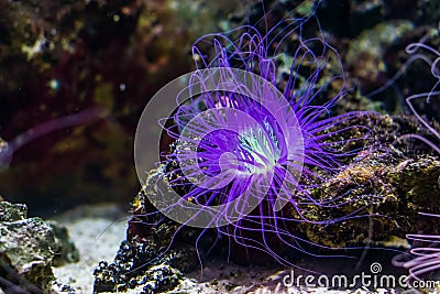 Beautiful closeup of a flower tube sea anemone shining purple light, tropical animal specie from the indo-pacific ocean Stock Photo