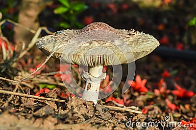 Beautiful closeup of forest mushrooms. top view of mushroom,Gathering mushrooms Stock Photo
