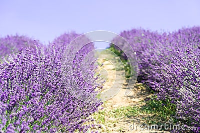 Beautiful closeup lavender field summer landscape Stock Photo