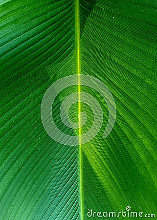 Beautiful closeup patterns of a large tropical leave back lit by the sun Stock Photo
