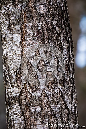 Beautiful closeup of plants growing in a sprintime forest. Stock Photo