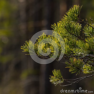 Beautiful closeup of plants growing in a sprintime forest. Stock Photo