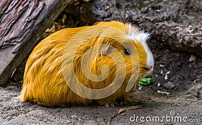 Beautiful closeup portrait of a domestic guinea pig, popular rodent specie from America Stock Photo