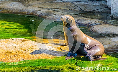 Beautiful closeup portrait of a sea lion sitting at the water side, Eared seal specie, Marine life animals Stock Photo