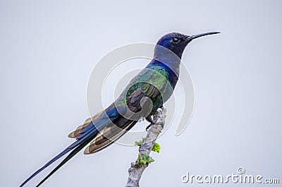 Beautiful closeup shot of a colorful swallow-tailed hummingbird on a branch Stock Photo