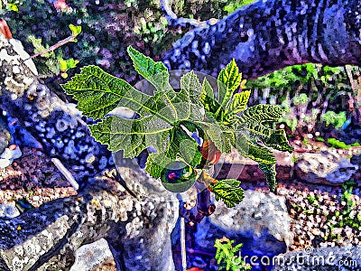 Beautiful closeup shot of a plant in Castellvell of Camp in Spain - Figuera - Low field Stock Photo