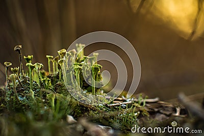 Beautiful closeup of small lichen growing on the forest froor in spring. Natural scenery with shallow depth of field. Stock Photo