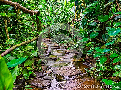 Beautiful closeup of a stone path with flowering water in a tropical garden, modern natural architecture Stock Photo