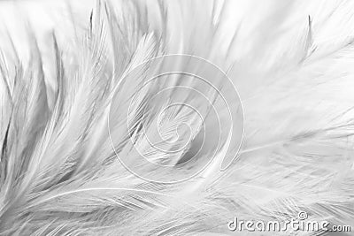 Beautiful closeup textures abstract colorful gray and white feathers and light gray pattern feather wallpaper and background Stock Photo