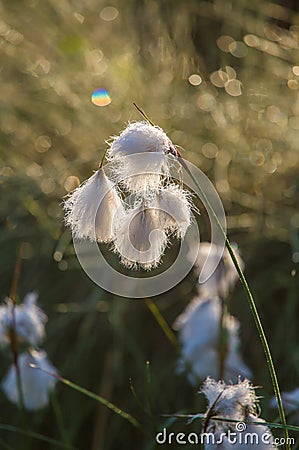 A beautiful closeup of a white cottongrass heads growing in a natural habitat of swamp. Natural closup of wetlands flora Stock Photo