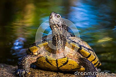 Beautiful closeup of a yellow bellied cumberland slider turtle, tropical reptile specie from America Stock Photo