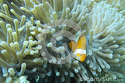 Beautiful Clown Fish Symbiose With Anemone Stock Photo